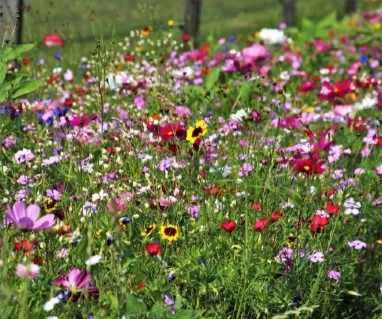 fiori di campo, stabilizzati e sostenibili